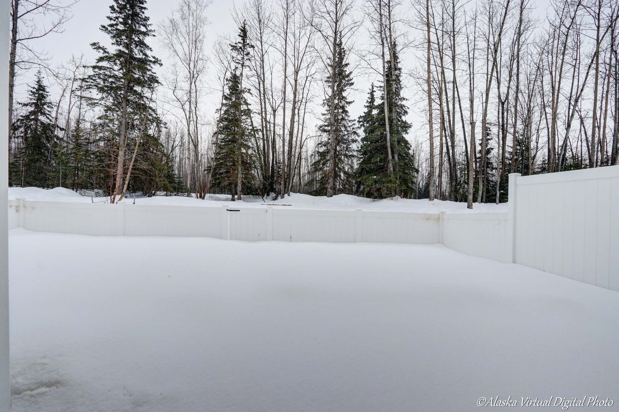 snowy back yard