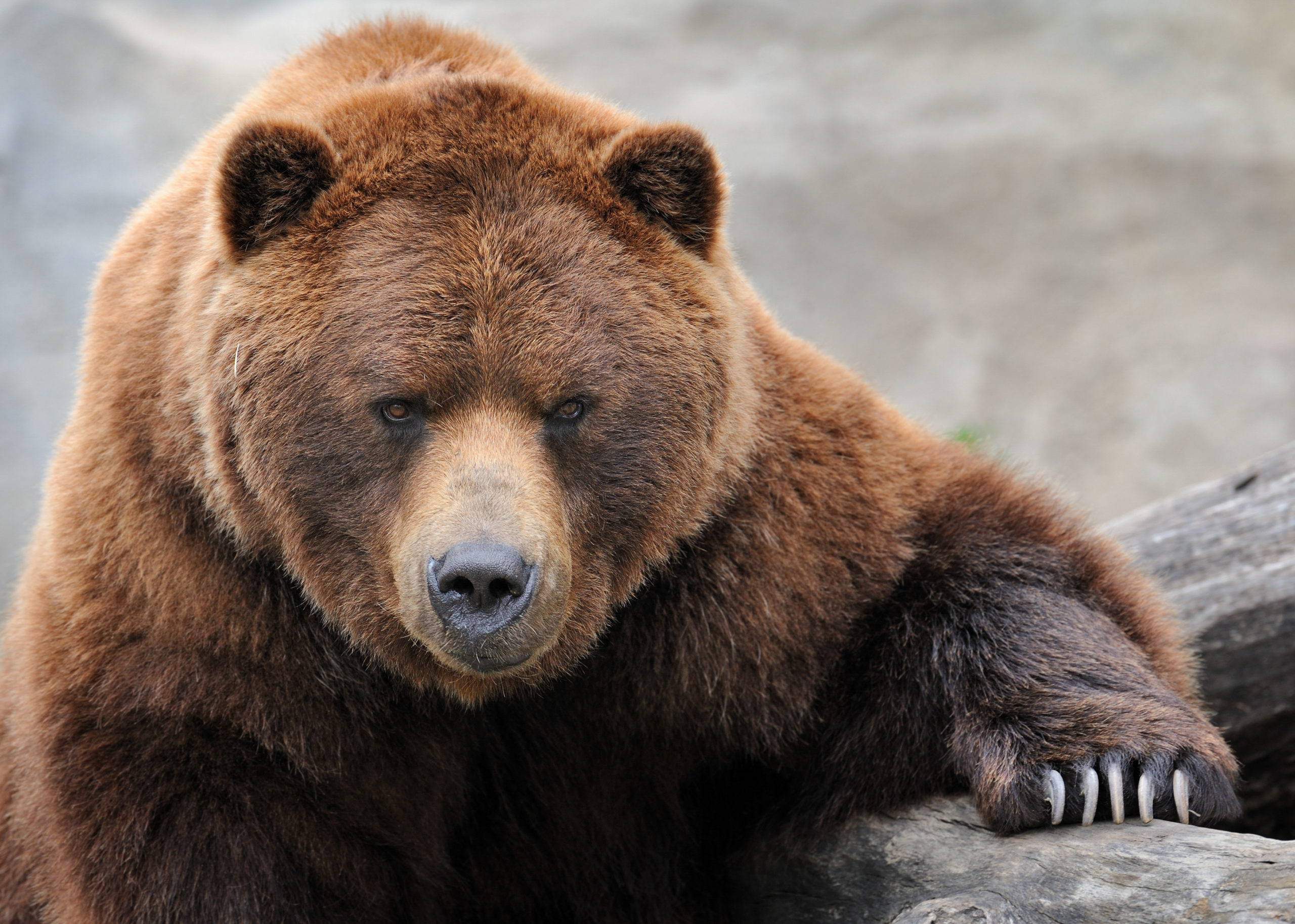 A brown grizzly bear with tiny brown eyes