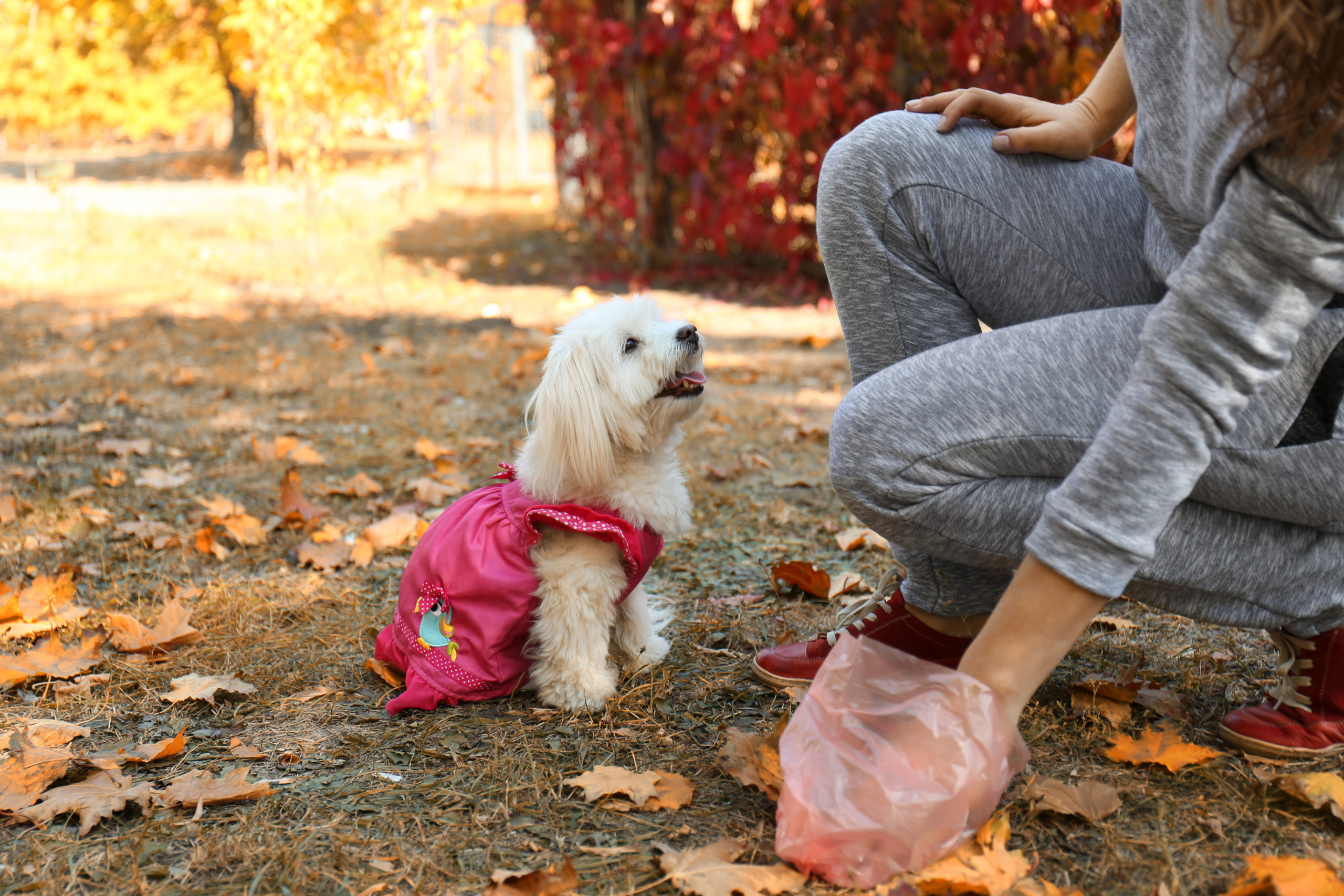 woman picking up dog poo