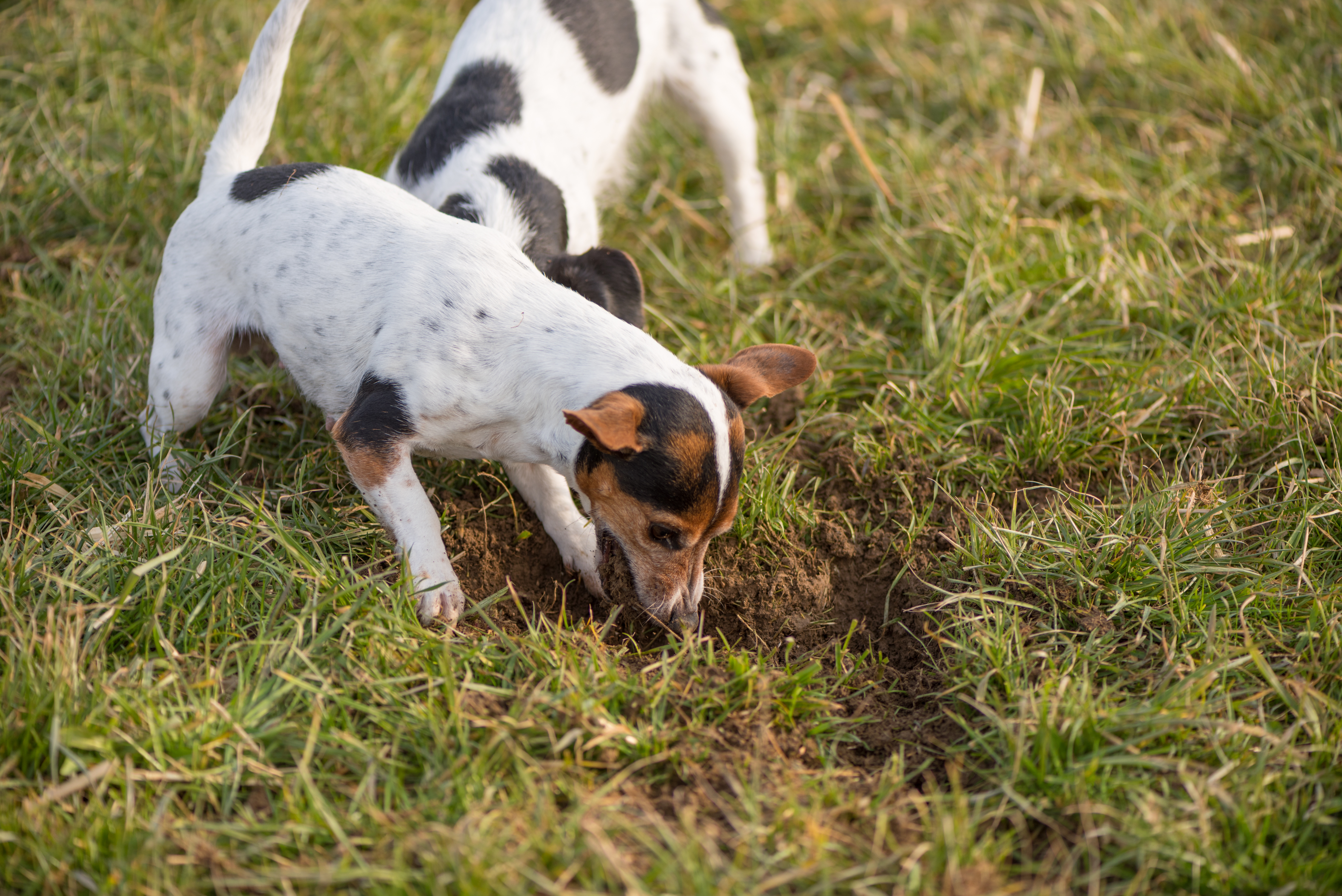 dogs digging holes in yards