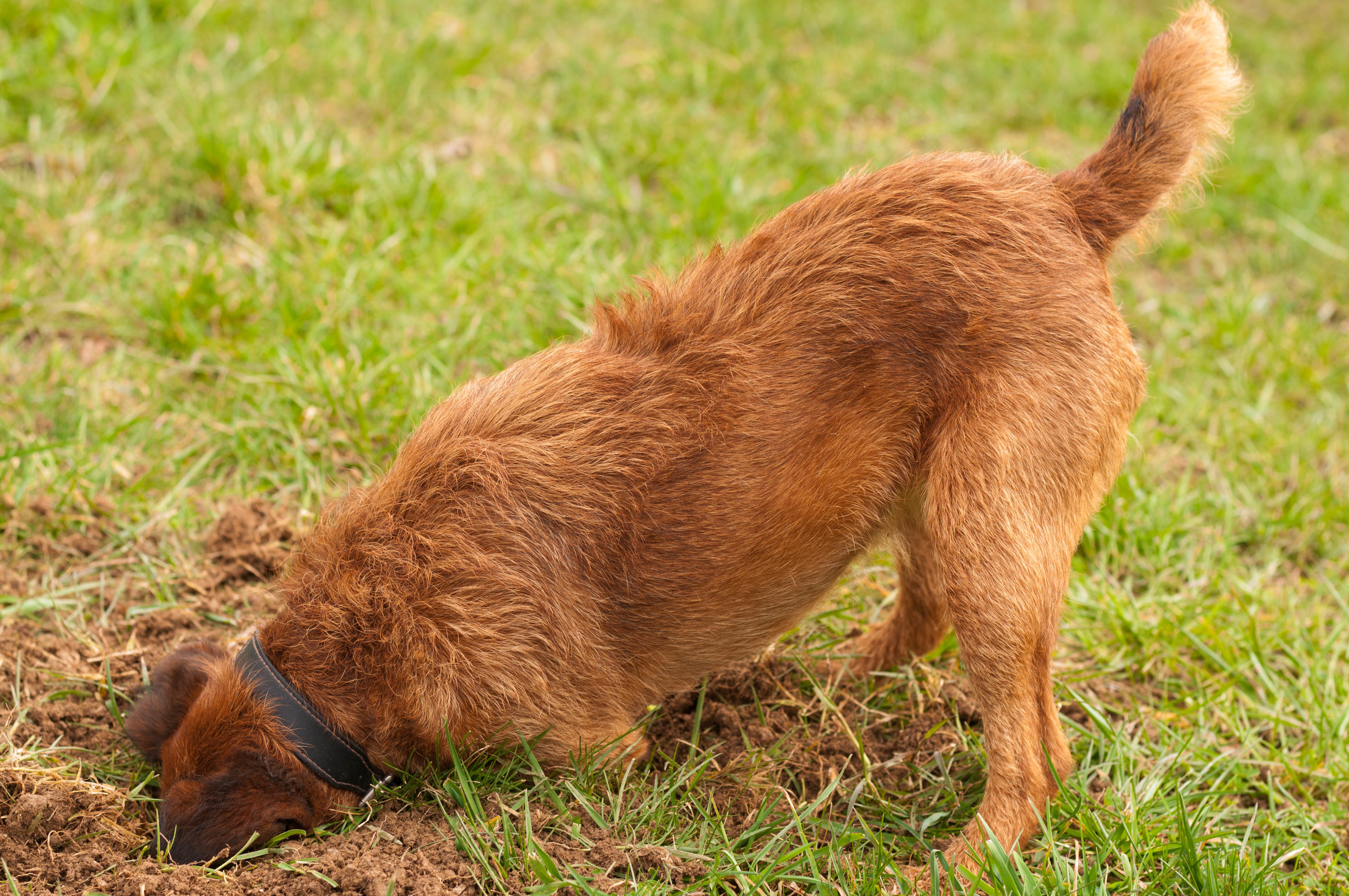 Brown doggie digging