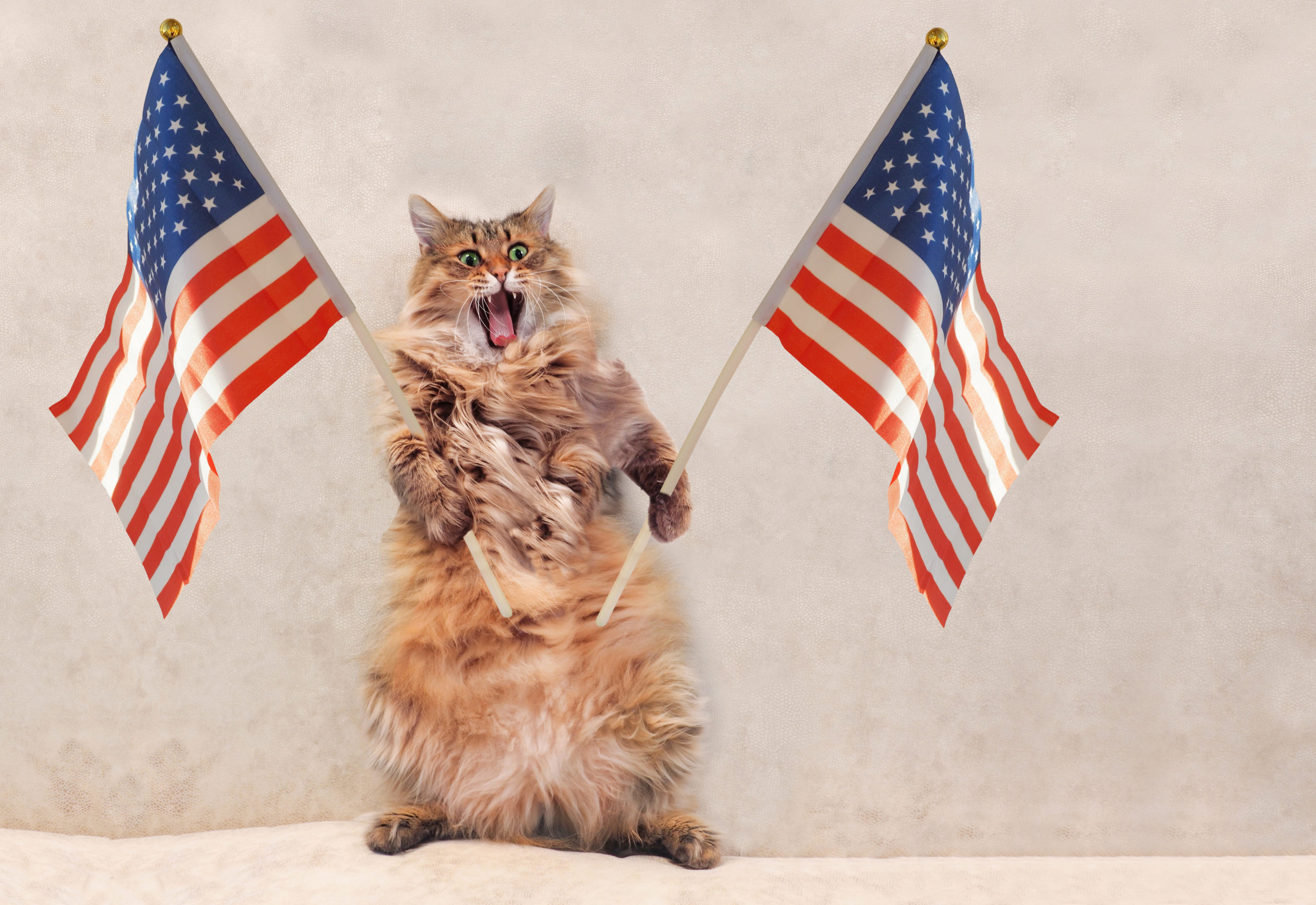 cat holding American flags