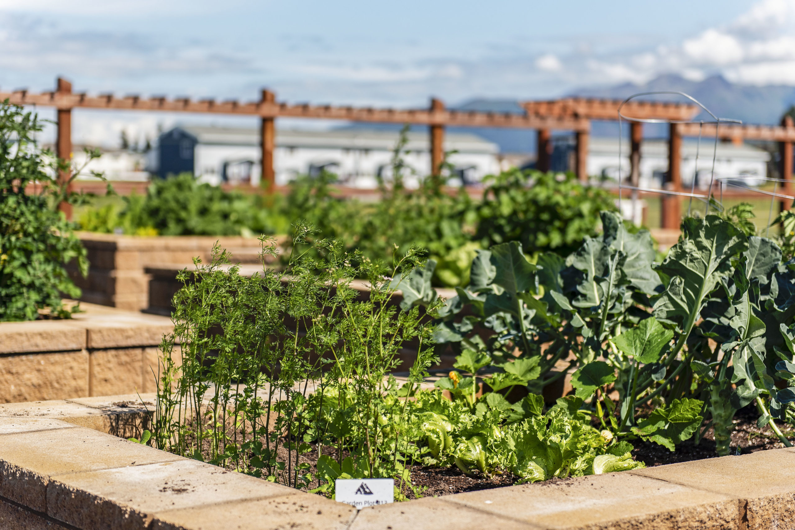 Plant growth in the Richardson community garden