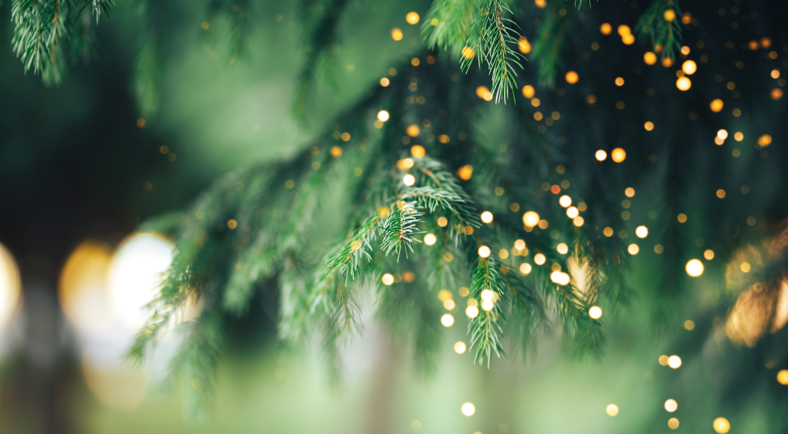 close up of christmas tree branches