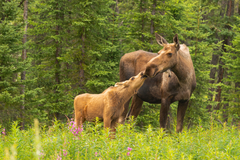 Moose Calf Touches His Nose to the Mouth of his Mother Cow